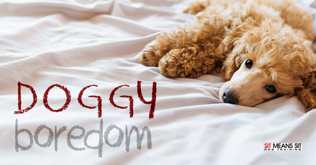 How to Recognize Doggy Boredom